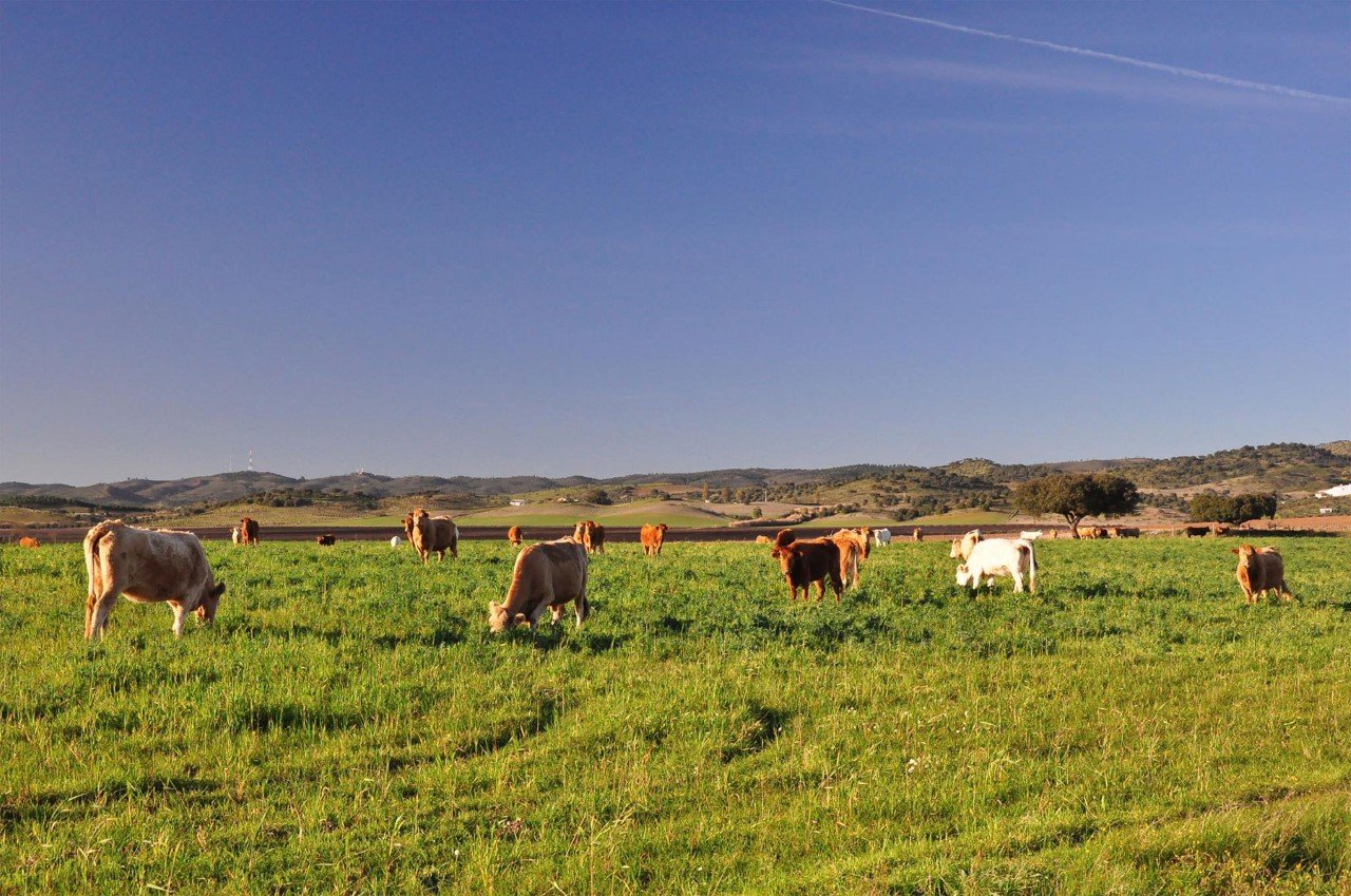 Monde do Pasto receives funding by Compete 2020 of the Government of Portugal and EU to carry out in-depth research and development on the “Ethical Meat Project “